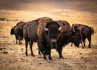 Insolite : des bisons pour lutter contre la disparition des prairies !