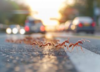 Insolite : des fourmis pratiqueraient l'auto-stop selon une récente étude ? 
