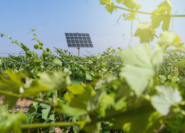 Insolite : des panneaux solaires sur des vignes pour sauver les récoltes ! Insolite : des panneaux solaires sur des vignes pour sauver les récoltes !