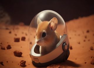 Insolite : et si les souris étaient capables de vivre sur Mars ? 
