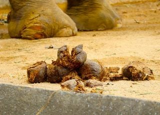 Insolite : est-il vraiment possible de sauver des espèces grâce à leurs excréments ?