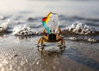 Insolite : et si des crabes &eacute;taient capables de recycler du plastique ?