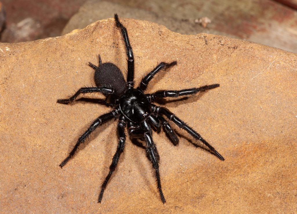 Araña macho de embudo de veneno Sydney
