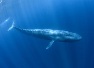 Insolite : La baleine bleue est-elle vraiment l'animal le plus lourd de tous les temps ?
