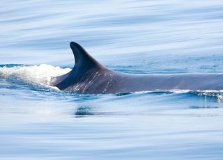 Insolite : le "caca" de baleine, utile contre le réchauffement climatique ?