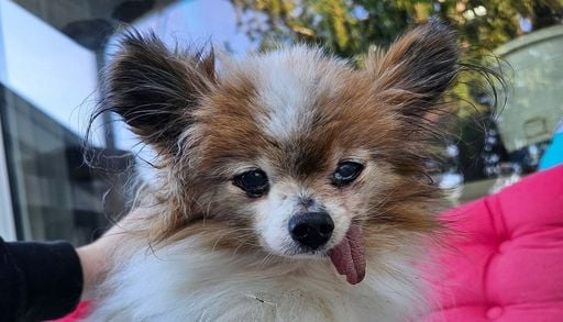Insolite : le chien le plus vieux du monde est-il fran&ccedil;ais ?