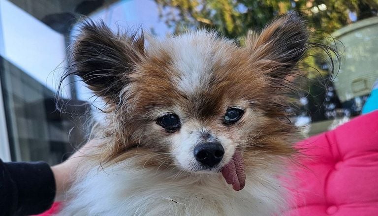 Insolite : le chien le plus vieux du monde est-il fran&ccedil;ais ?