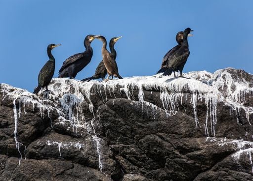 Insolite : le guano d'oiseau marins pourrait-il permettre de prot&eacute;ger nos littoraux en France ?
