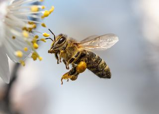 Insolite : les abeilles se donnent la mort lors des vagues de chaleur