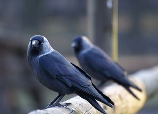 Insolite ! Les corbeaux votent pour prendre leurs décisions !