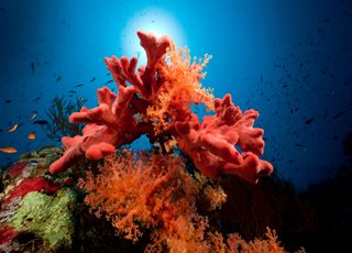 Insolite : les excréments de poissons peuvent-ils sauver les coraux ?