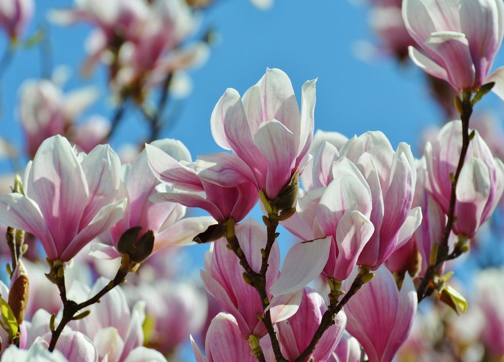 Magnolia