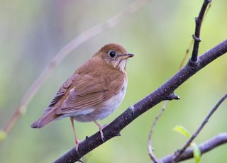 Insolite : cet oiseau peut prédire l'intensité de la saison cyclonique sur l'Atlantique Nord !