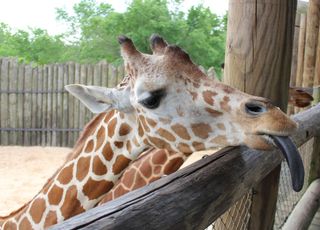 Insolite : pourquoi certains animaux ont la langue bleue ? 