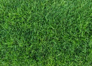 Insolite : pourquoi cette pelouse est-elle considérée comme la plus laide du monde ?