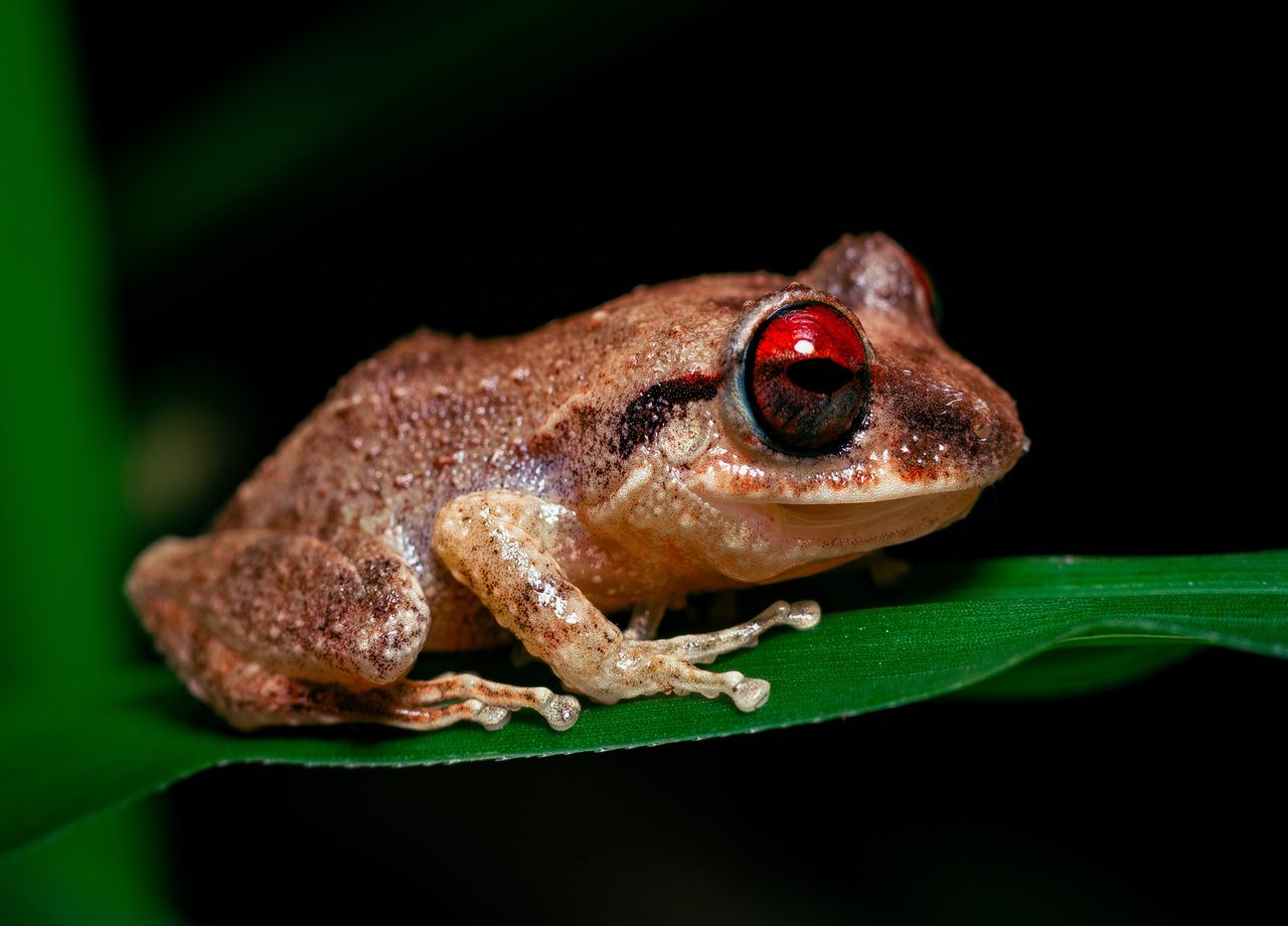 Insolite pourquoi les grenouilles de Porto Rico coassent de plus en plus fort