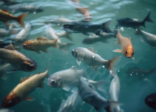 Insolite : produire de l'électricité en s'inspirant... du mouvement des poissons !