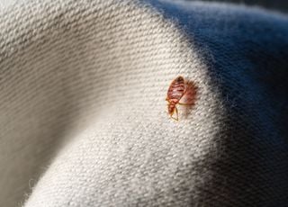 Insolite : quel est cet insecte détesté de tous les Français qui pourrait s'avérer utile pour résoudre des meurtres ?