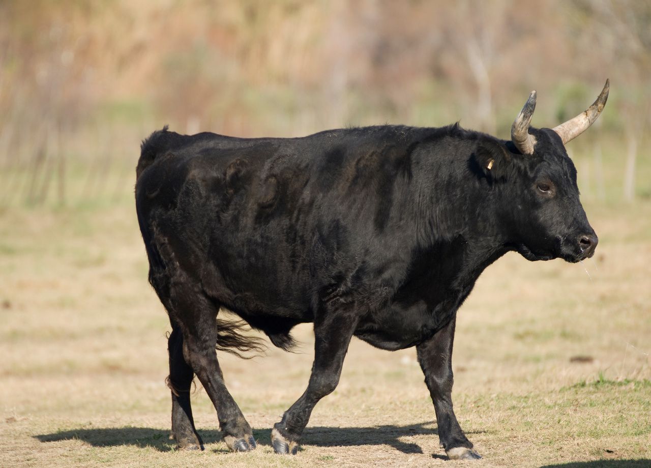 Le sperme de taureau peut-il sauver notre planète ?
