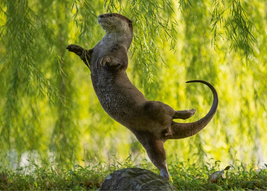 Cette loutre à pelage lisse a été photographiée à Singapour et a aussi été récompensée lors du concours. Cette loutre à pelage lisse a été photographiée à Singapour et a aussi été récompensée lors du concours.