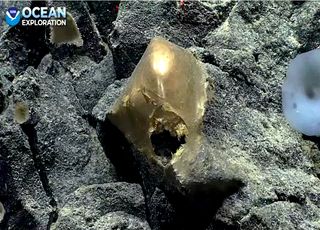 Insolite : Un mystérieux « œuf doré » découvert au fond du Pacifique lors d'une campagne d'exploration