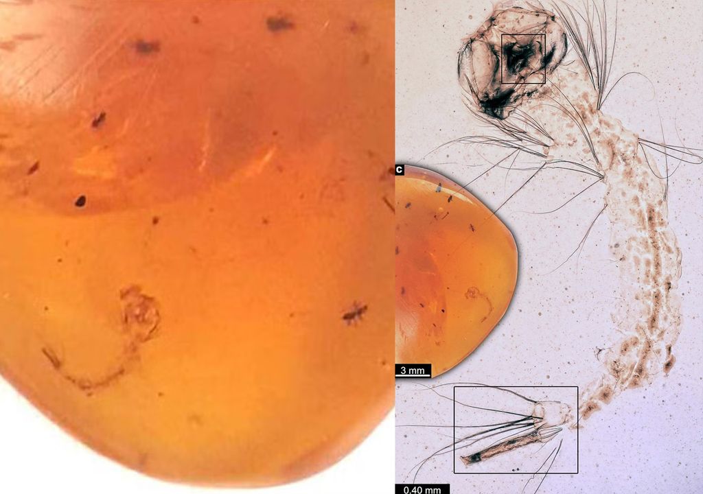 Gondwana research Gondwana research