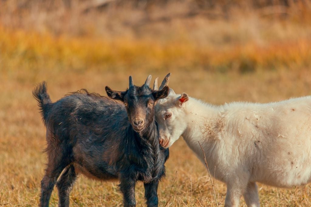 Casal de cabras