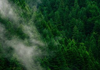 Insulating effect of forests revealed in new study