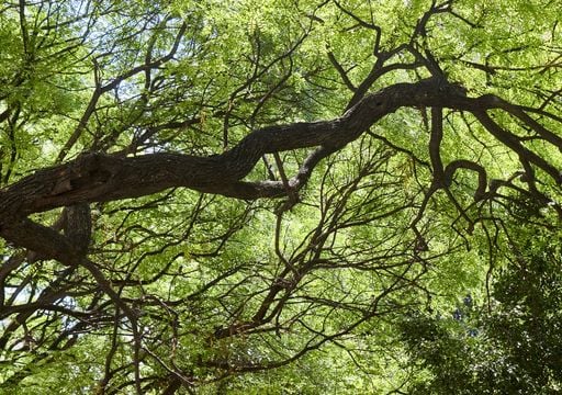 Inteligencia artificial y &aacute;rboles urbanos: el modelo que puede enfriar calles hasta 3,5 &deg;C