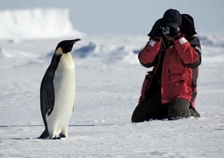 Inteligencia artificial y turistas: la dupla que ayuda a la ciencia en el estudio de los pingüinos en la Antártida 