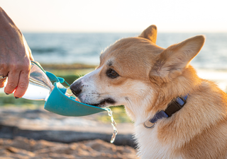 Intensa onda de calor oferece riscos à saúde humana e animal: como driblar os efeitos das altas temperaturas?