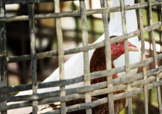 Intensive animal farming risks epidemics, experts urge