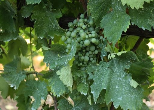 Interdiction du cuivre dans les cultures : pourquoi cette mesure fait bondir les viticulteurs bio et conventionnels ?