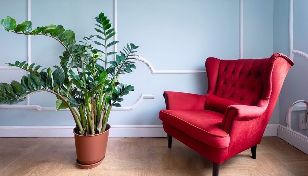 plantas Sus hojas brillantes reflejan la luz disponible, y aporta vitalidad a los rincones más sombríos de la casa.