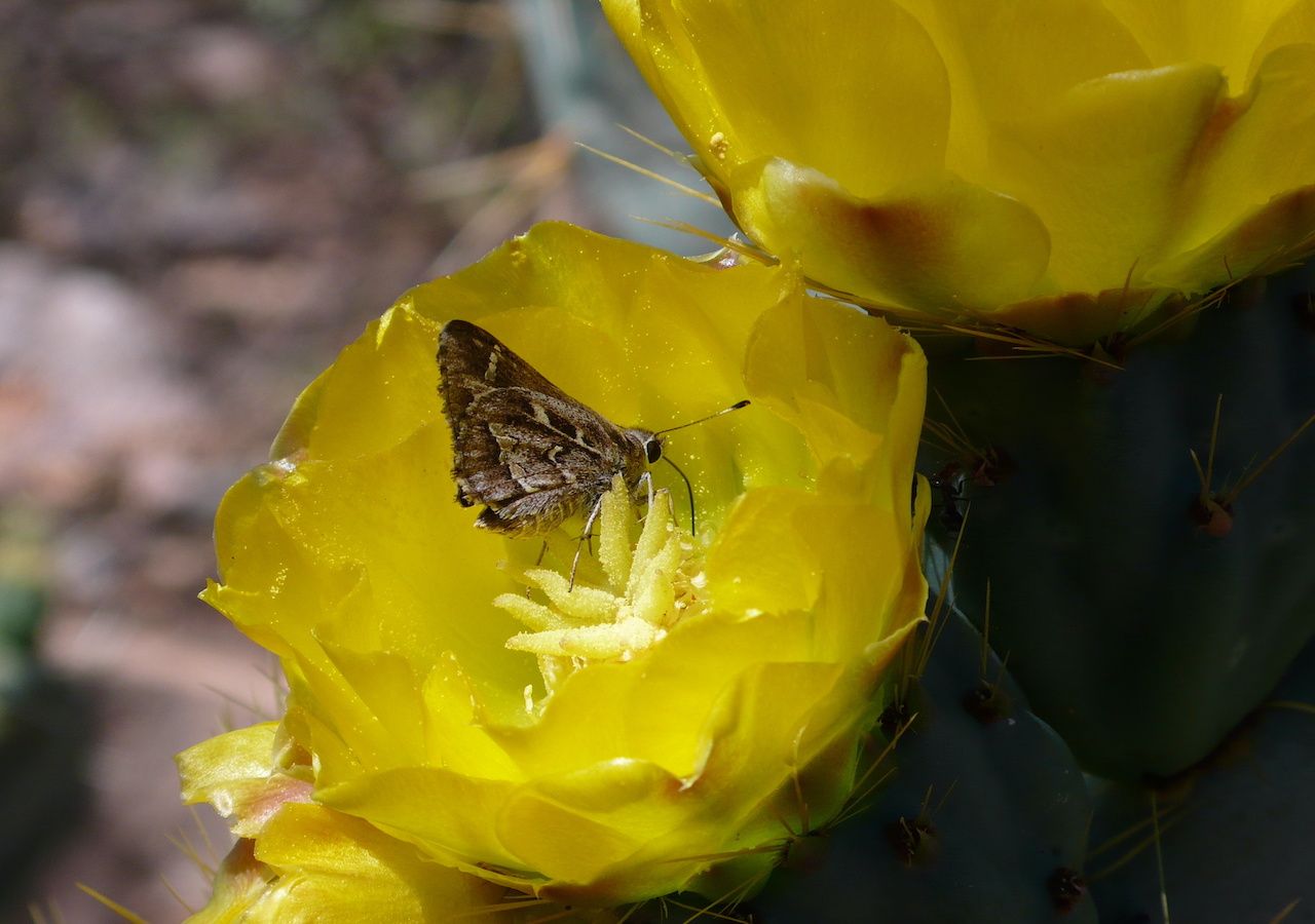 Naturaleza Flores Animales Insectos