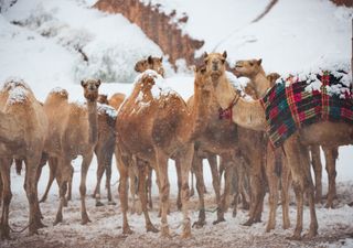 Kamele im Schnee: Wintereinbruch auf der Arabischen Halbinsel!