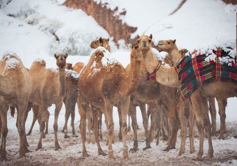 Kamele im Schnee: Wintereinbruch auf der Arabischen Halbinsel! Kamele im Schnee: Wintereinbruch auf der Arabischen Halbinsel!