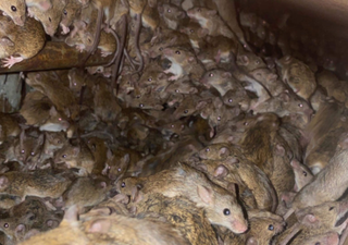 Invasión de ratas: Australia lucha contra la plaga que huye del frío