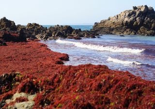 ¡Invasión de algas! El preocupante fenómeno que tiñe las playas españolas este verano