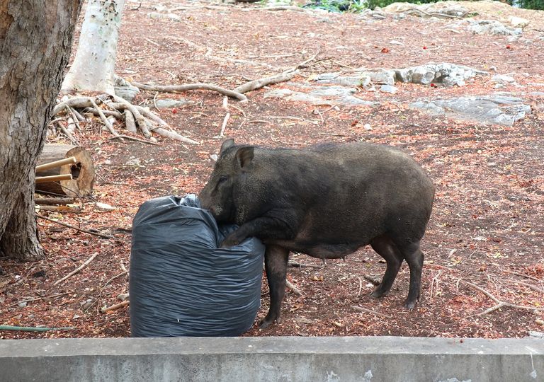 Peligro potencial por invasión de jabalíes en Roma Peligro potencial por invasión de jabalíes en Roma