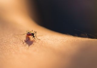 Invasión de mosquitos: de qué especie son y por qué pican a algunas personas más que a otras