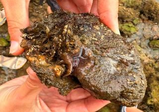 Una amenaza silenciosa en el Cantábrico: el gusano invasor que devora mejillones y ostras causa estragos en Galicia