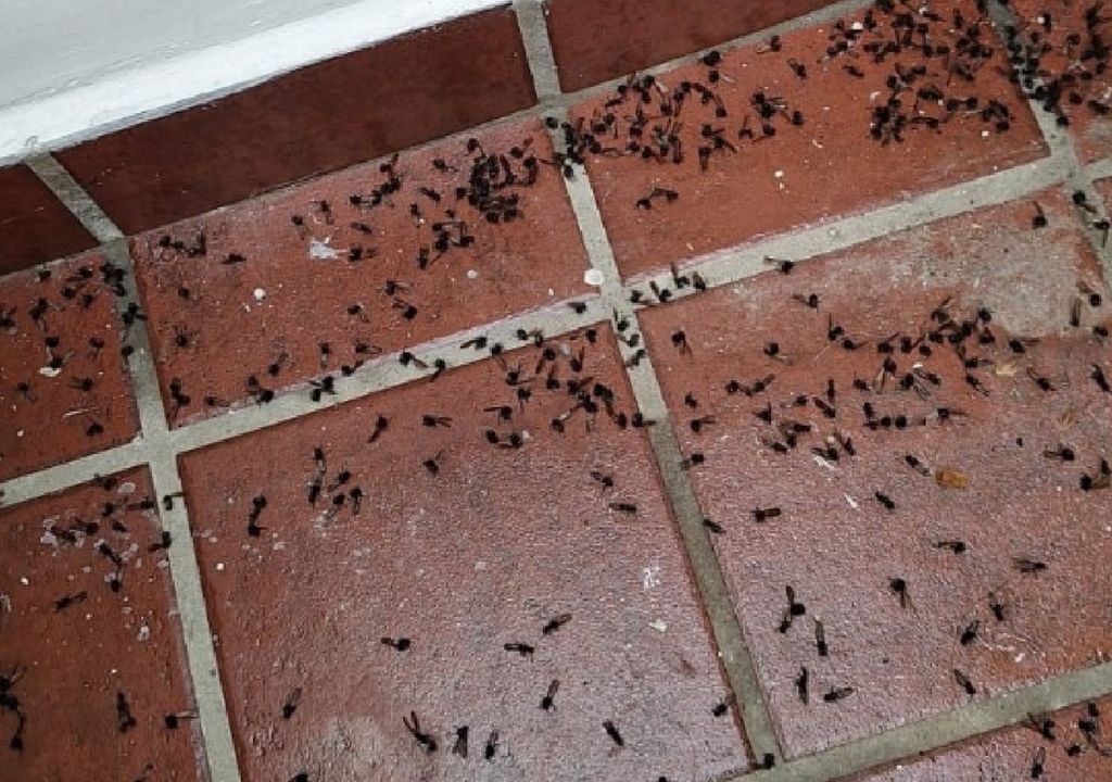 invasión de hormigas voladoras en CABA vuelo nupcial