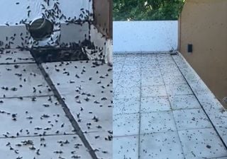 Invasión de hormigas voladoras en barrios de la Ciudad de Buenos Aires y conurbano, ¿por qué se llenó de estos insectos?