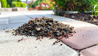 Invasive Ameisen im Garten: Warum Experten jetzt auch in Deutschland warnen und was G&auml;rtner wissen sollten