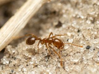 La hormiga roja de fuego ya ha sido detectada en Europa. ¿Podría llegar pronto a España?