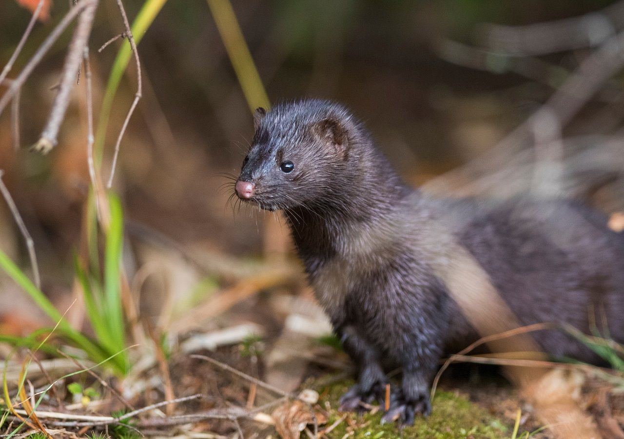 invasive-species-costing-uk-economy-4bn-a-year-study-finds