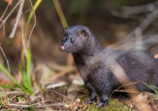 Invasive species costing UK economy £4bn a year, study finds