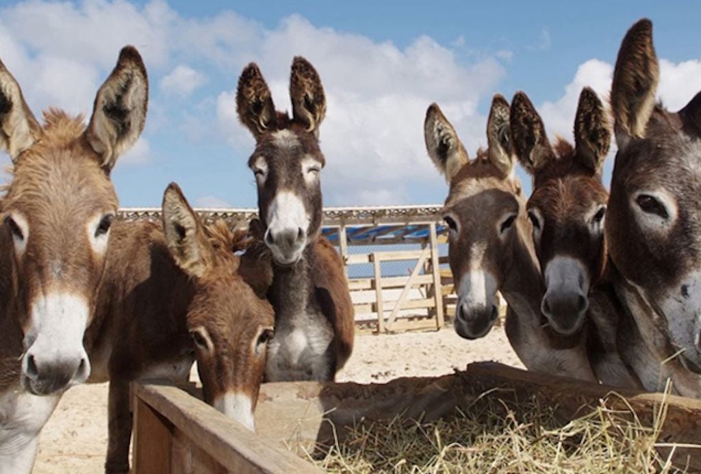 Pesquisa brasileira desenvolve colágeno sintético para substituir o ejiao e evitar o abate de jumentos, símbolo cultural do Nordeste.