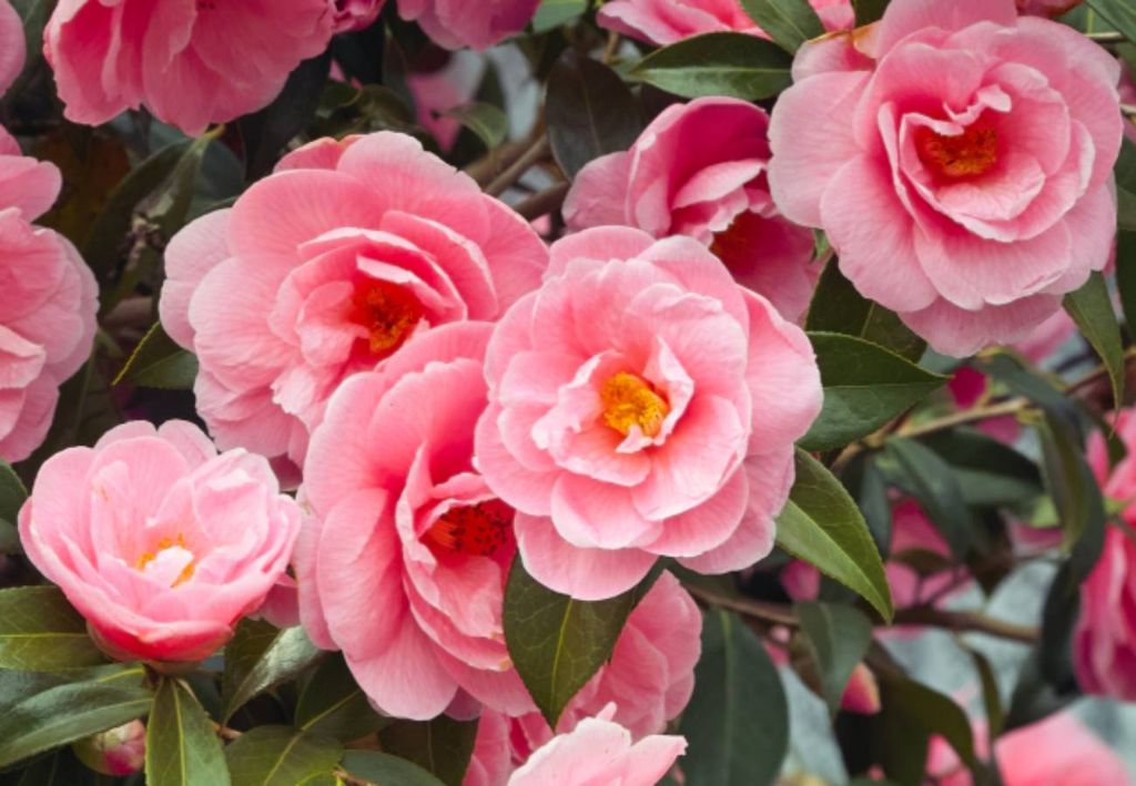 camélias camélias